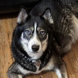 Tundra - Siberian Husky