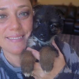 Solara Belle Nuit Elite Von Haus (Magenta Collar) - Black and red female German Shepherd puppy in Grants Pass, Oregon from Elite Von Haus German Shepherds