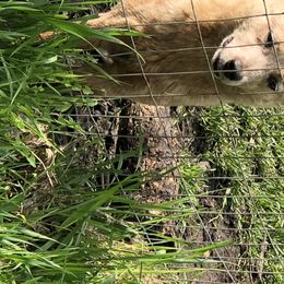 Silver - Australian Cattle Dog