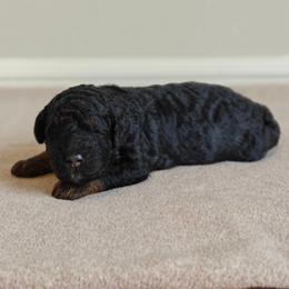 Luke - Phantom male Bernedoodle puppy in Guthrie, Oklahoma from Edmond Doodles, LLC