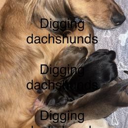 Dachshund puppies from Digging Dachshunds