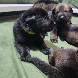 Zorro (Green male) - Black male German Shepherd puppy in Winchester, Kentucky from Del Lago Canine