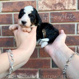 Snow White - Tri-color female Bernedoodle puppy in Owasso, Oklahoma from Kallams Bernedoodles & Bernese Mountain Dogs