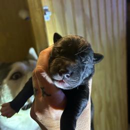 Black or agouti boy - Black male Siberian Husky puppy in Wheeling, West Virginia from Powells Huskies