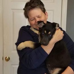 German Shepherd Puppies from Levesques German Shepherds