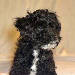 Cockapoo and Goldendoodle Puppies from Jax Doodles