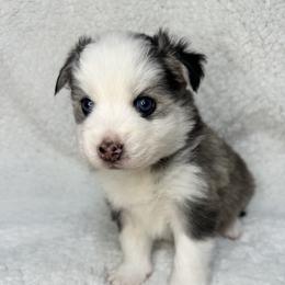 Pomsky All Grown Up from Full Moon Pomskies