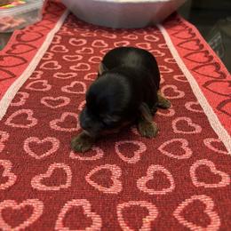 Female 2 - Blue and gold female Yorkshire Terrier puppy in Pomona, California from Carbajal Yorkshire Terriers