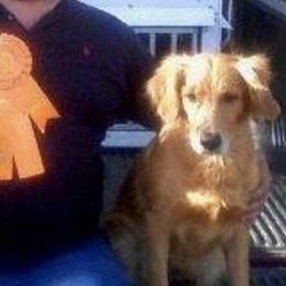 Golden Retrievers and Shetland Sheepdogs from Bigfoot Farms