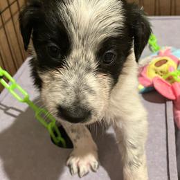 Blackjack - Black and white male Border Collie puppy in Holden, Missouri from Spotted Feather Farm