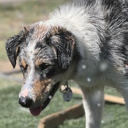 Border Collies from Battle Born Borders
