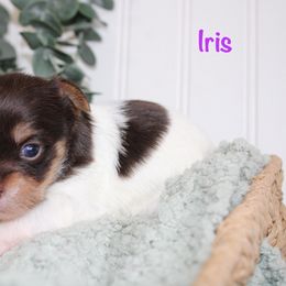 Yorkshire Terrier Puppies from Peach Yorkies