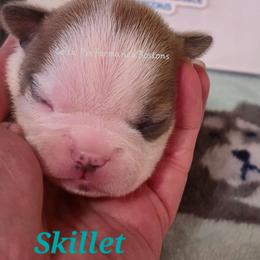 Boy 1 - Blue male Boston Terrier puppy in Griffin, Georgia from Celtic Kennel Bostons