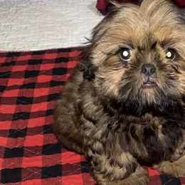 Boy 2 - Shih Tzu puppy in Wooster, Ohio from Mending Hearts Shih Tzu's