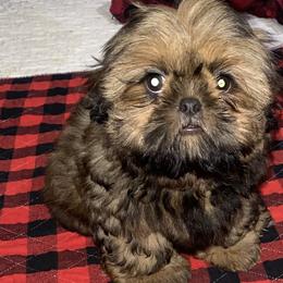 Boy 2 - Shih Tzu puppy in Wooster, Ohio from Mending Hearts Shih Tzu's