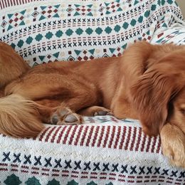 Golden Retrievers from Rhode Island Goldens