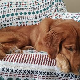 Golden Retrievers from Rhode Island Goldens