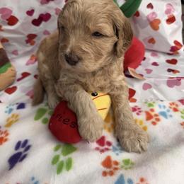 Goldendoodle Puppies from Dani’s Doodles
