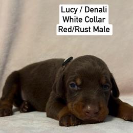 White Collar - Red and rust male Doberman Pinscher puppy in Lake City, Florida from Paintedcrazy Doberman Pinchers
