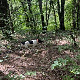 German Shorthaired Pointers from River Road Kennels