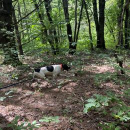 German Shorthaired Pointers from River Road Kennels