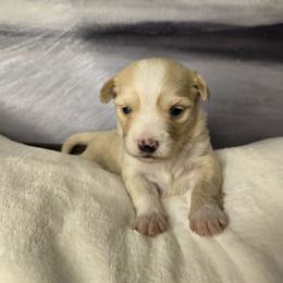 Benji - Cream male Havanese puppy in Trinity, Alabama from Tooties Cuties Havanese