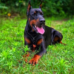 Doberman Pinscher puppies from Snell's Superior Kennel Dobermann & GSP