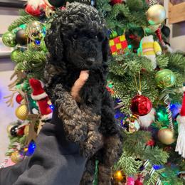 Eclair - Phantom female Goldendoodle puppy in Fresno, California from CaliDoodles