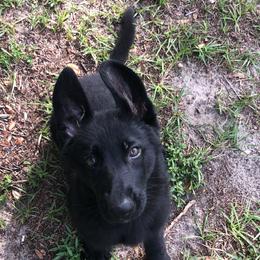 German Shepherd Puppies from Wolves Den Ranch