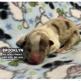 BROOKLYN - Red merle female Australian Shepherd puppy in Bethany, Connecticut from Wynter Thyme Manor Australian shepherds