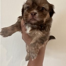 Girl 2 - Shih Tzu puppy in Winter Haven, Florida from Shih Tzus and Poms Di Colletti
