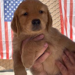 Green collar male of Snow - Dark golden male Golden Retriever puppy in Yucaipa, California from Blessed Goldens