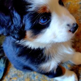 Miniature Australian Shepherd Puppies from CopperHead Aussies