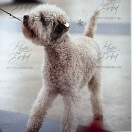 Isabella - Lagotto Romagnolo