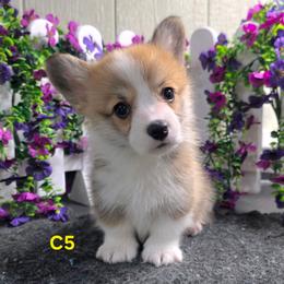 C5 - Red male Pembroke Welsh Corgi puppy in Jacksonville, Texas from ArmnalegRanch LLC