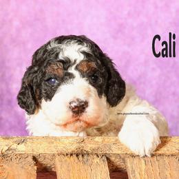Cali - Parti female Poodle puppy in Saint Cloud, Minnesota from Grace Kennel