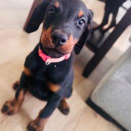 Light Pink Collar Female - Black and rust female Doberman Pinscher puppy in Bargersville, Indiana from Webb’s House of Doberman LLC