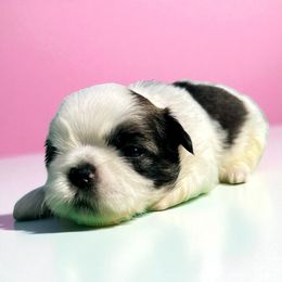 AKC-Carol - Tricolor female Shih Tzu puppy in Charlotte, North Carolina from Judy's Shih Tzus