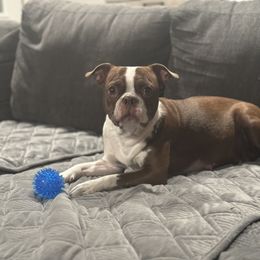Maple - Boston Terrier