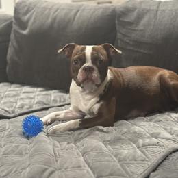 Maple - Boston Terrier