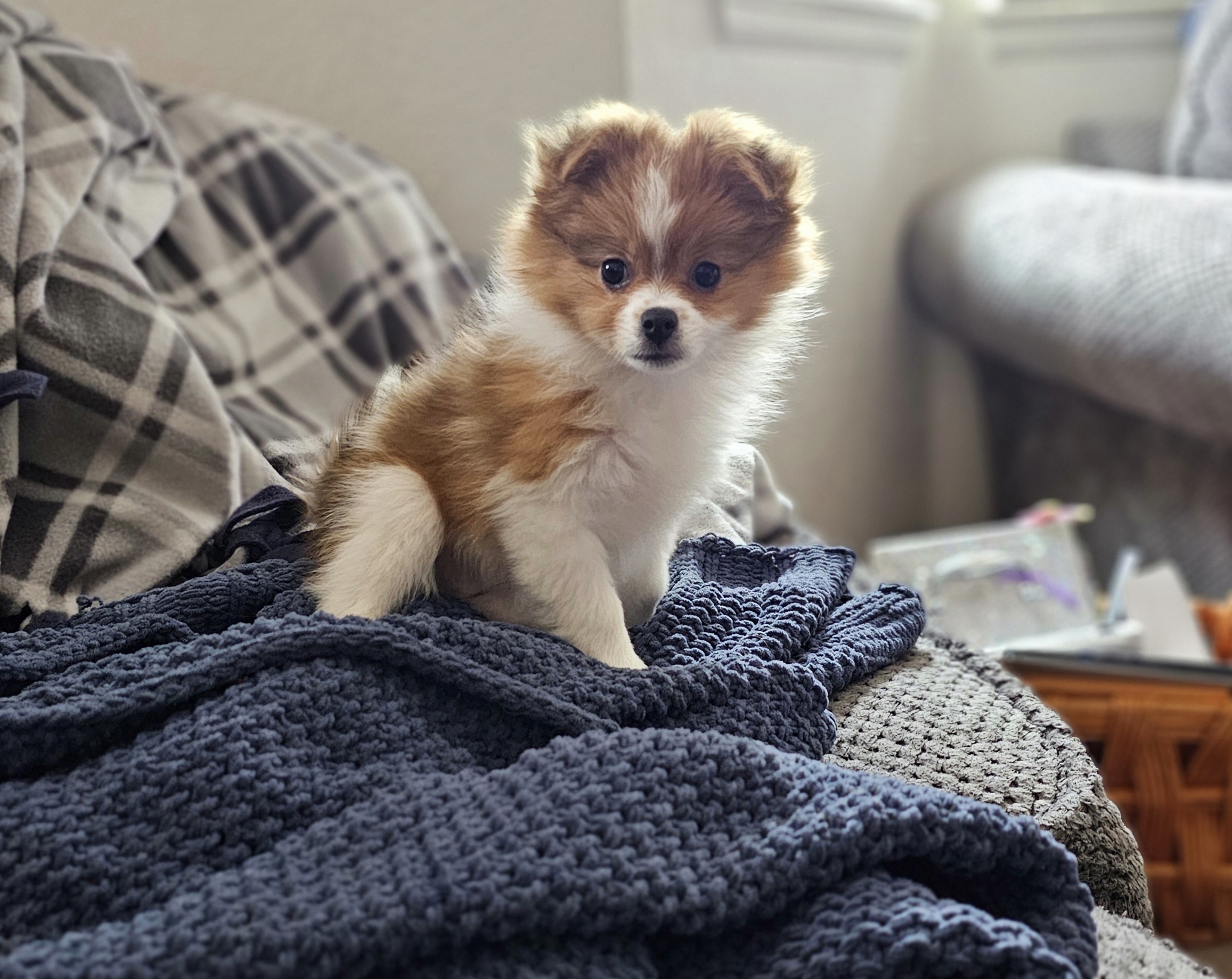Pomeranian Puppies from Fire Dove Pom