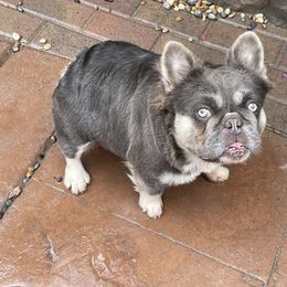 Skunkers - French Bulldog