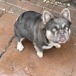Skunkers - French Bulldog