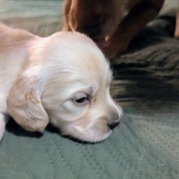 Charlotte - Cream female Dachshund puppy in South Point, Ohio from Snuggle Bunny Dachshunds