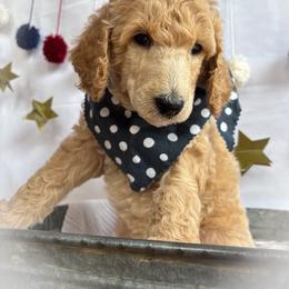 Leif - Cream male Poodle puppy in Detroit Lakes, Minnesota from Pickerel Pups