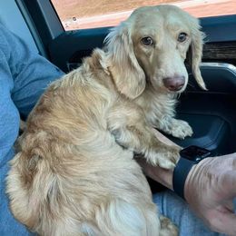 Bodie - Dachshund