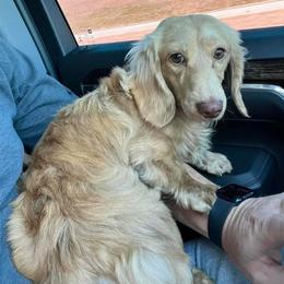 Bodie - Dachshund