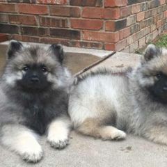 Keeshond Puppies from StarStruck Keeshonden