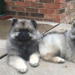 Keeshond Puppies from StarStruck Keeshonden