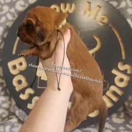 Yellow collar - Mahogany and white female Basset Hound puppy in Alton, Illinois from Show Me Great Danes and Basset Hounds